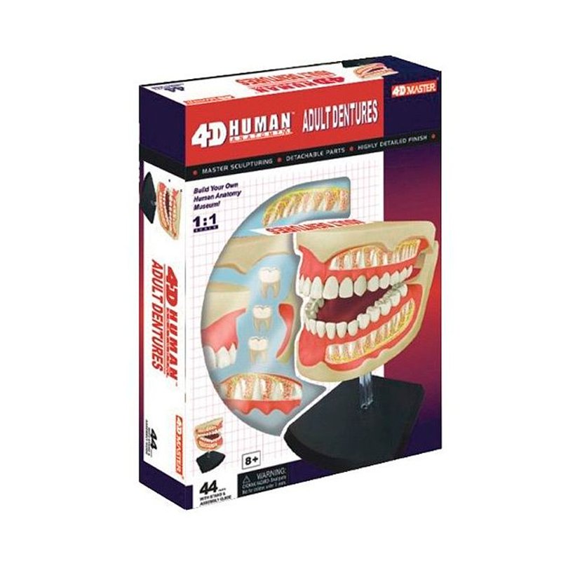 4D MASTER DENTADURA MODELO ANATÓMICO - IRION Juguetería - 
