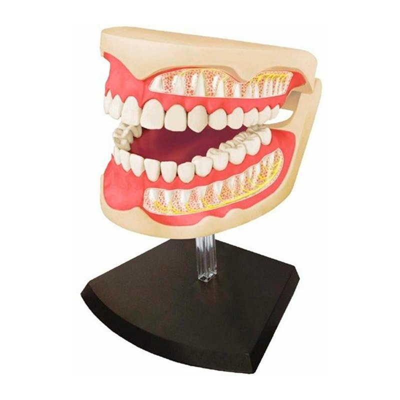 4D MASTER DENTADURA MODELO ANATÓMICO - IRION Juguetería - 