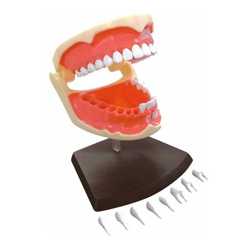 4D MASTER DENTADURA MODELO ANATÓMICO - IRION Juguetería - 