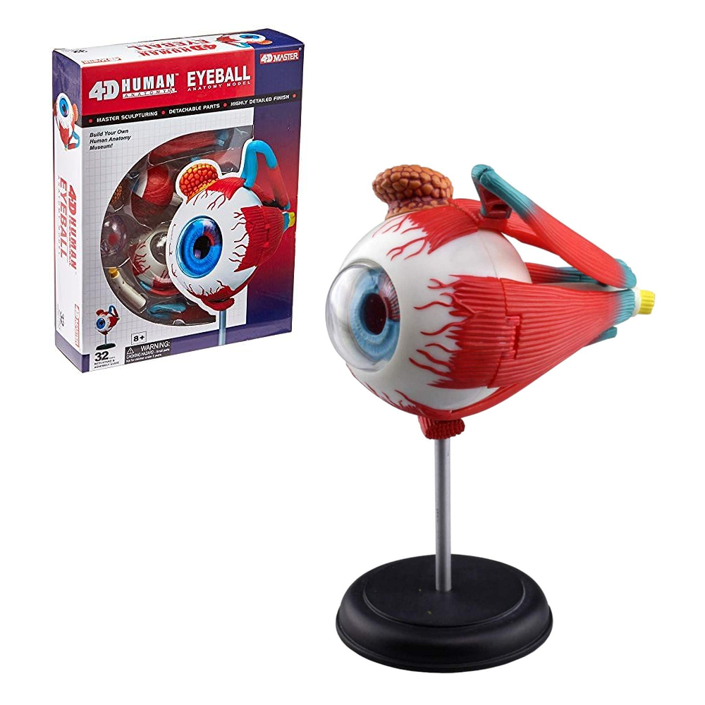 4D MASTER GLOBO OCULAR MODELO ANATÓMICO - IRION Juguetería - 