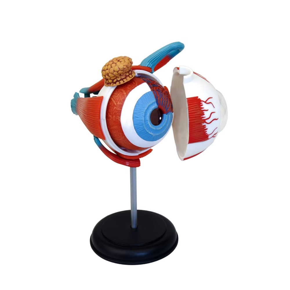 4D MASTER GLOBO OCULAR MODELO ANATÓMICO - IRION Juguetería - 