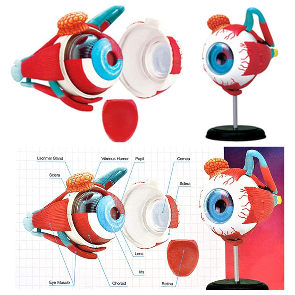 4D MASTER GLOBO OCULAR MODELO ANATÓMICO - IRION Juguetería - 