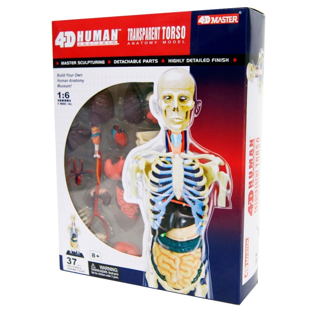 4D MASTER MODELO ANATÓMICO ESQUELETO DEL TORSO - IRION Juguetería - 