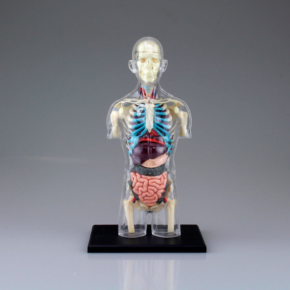 4D MASTER MODELO ANATÓMICO ESQUELETO DEL TORSO - IRION Juguetería - 