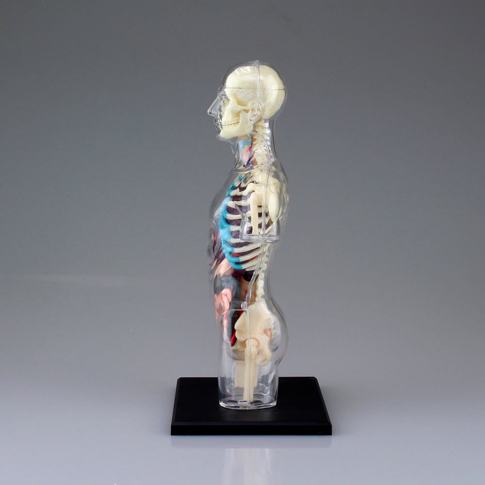 4D MASTER MODELO ANATÓMICO ESQUELETO DEL TORSO - IRION Juguetería - 
