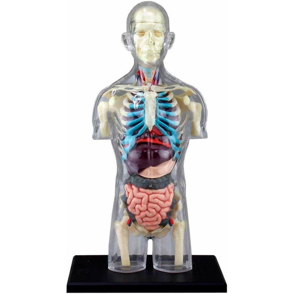 4D MASTER MODELO ANATÓMICO ESQUELETO DEL TORSO - IRION Juguetería - 