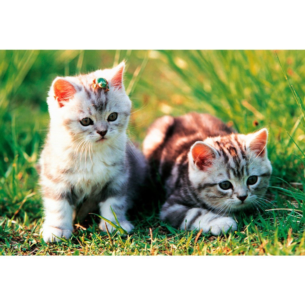 TOMAX PUZZLE 1000 PIEZAS LOVEABLE KITTENS